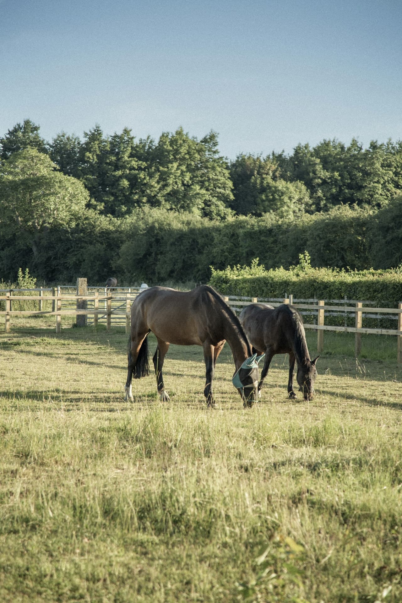 Horses grazing in peaceful pasture