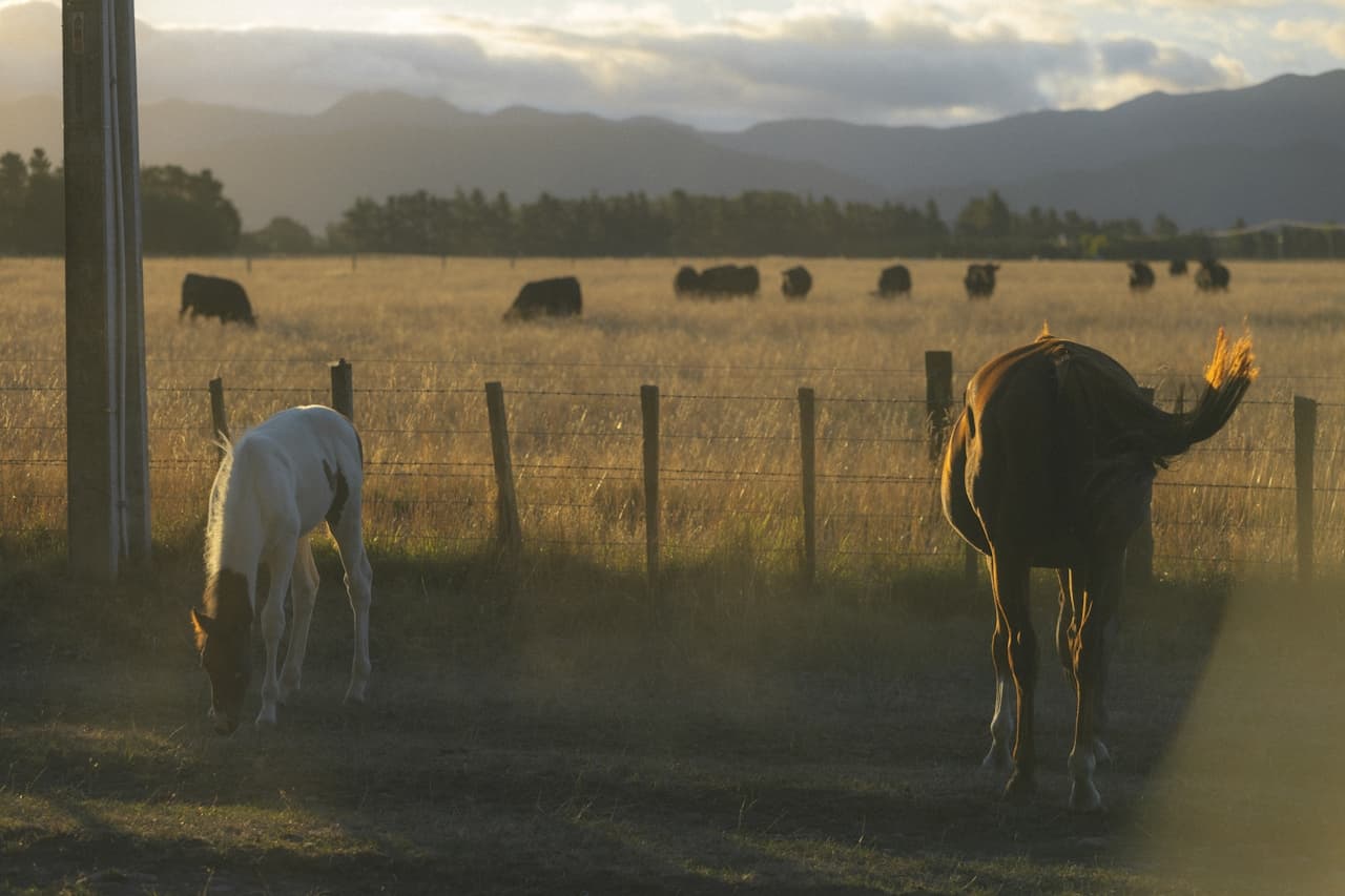 Paarden in natuurlijke omgeving