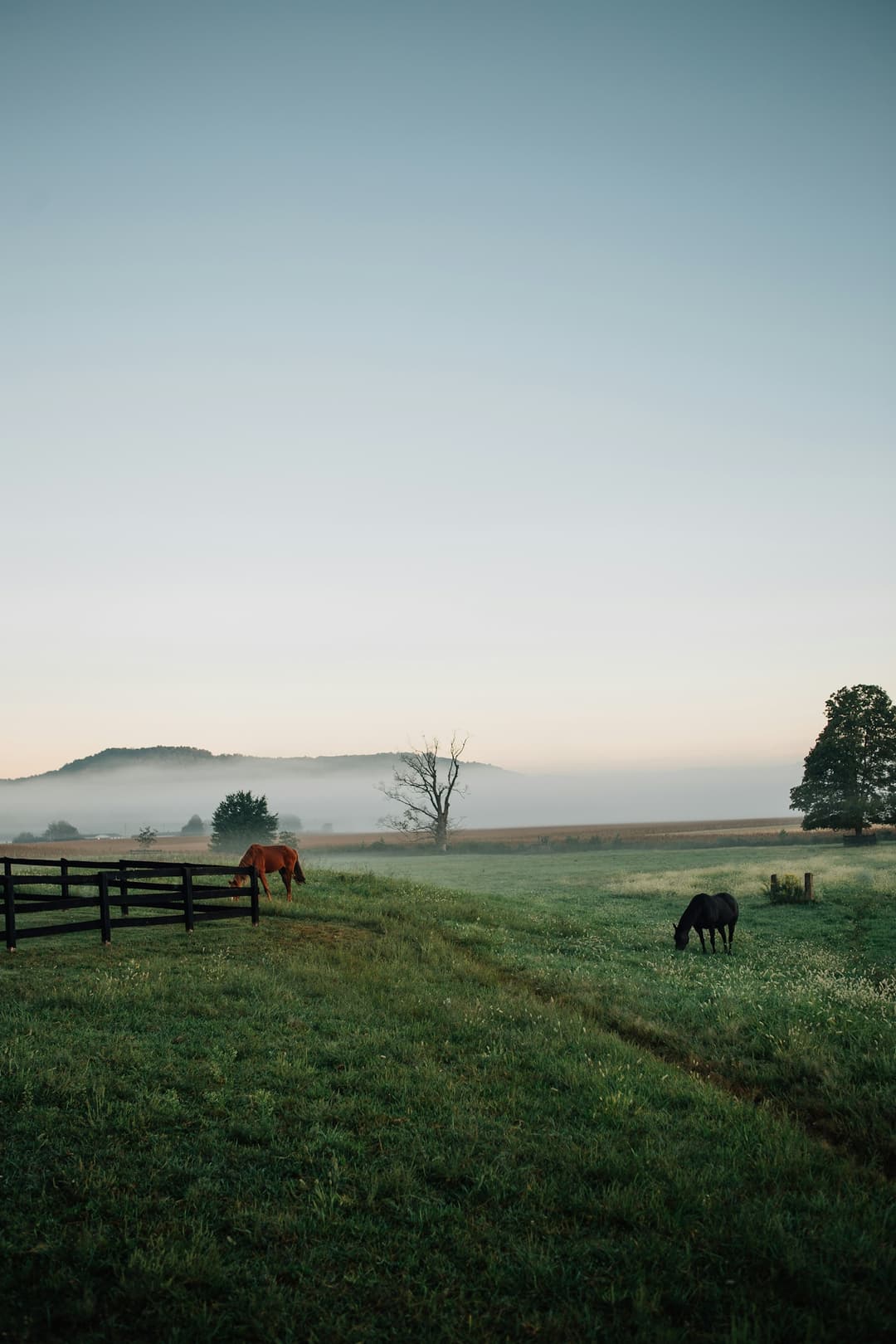 Farm landscape with horses