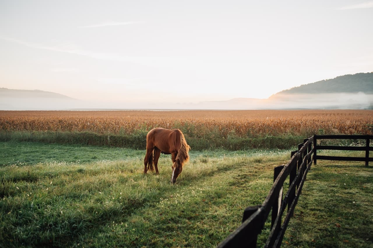 Horse in golden morning light